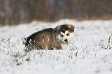 ALASKAN MALAMUTE 268